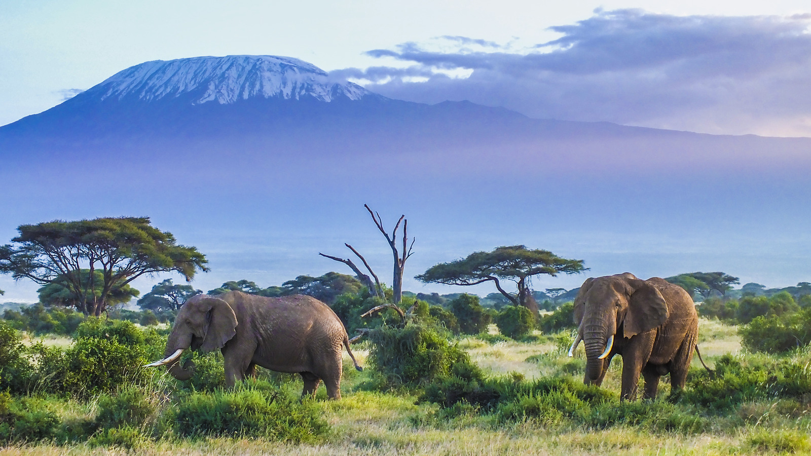 Amboseli National Park